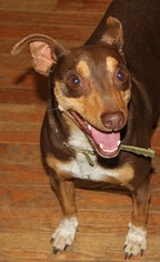 Miniature Pinscher Dogs for adoption in Pipestem, WV, USA