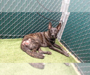 Holland Shepherd Dogs for adoption in Downey, CA, USA