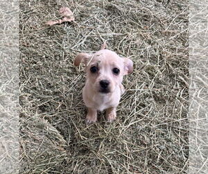 Chiweenie Dogs for adoption in Davis, CA, USA