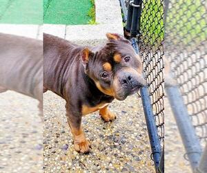 Bulldog-Unknown Mix Dogs for adoption in Perth Amboy, NJ, USA