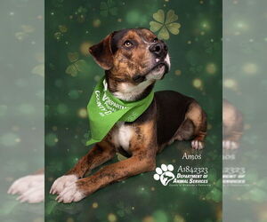 Plott Hound-Unknown Mix Dogs for adoption in Riverside, CA, USA