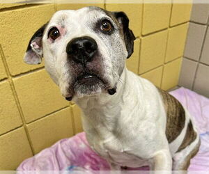 Bull Terrier-Unknown Mix Dogs for adoption in Raleigh, NC, USA