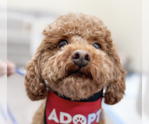 Poodle (Miniature) Dogs for adoption in San Ramon, CA, USA