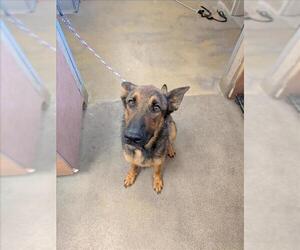 German Shepherd Dog Dogs for adoption in Sacramento, CA, USA