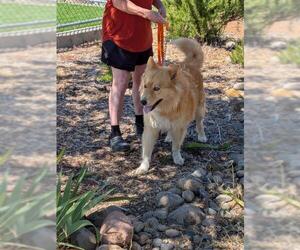 Chow Chow-Unknown Mix Dogs for adoption in Jackson, CA, USA