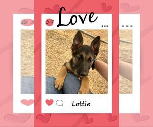 Mutt Dogs for adoption in Granbury, TX, USA