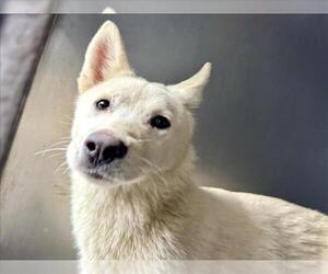 Siberian Husky Dogs for adoption in San Bernardino, CA, USA