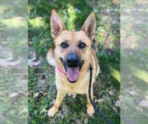 German Shepherd Dog Dogs for adoption in Woodland, CA, USA