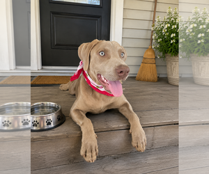 Labmaraner Dogs for adoption in Mt. Laurel, NJ, USA