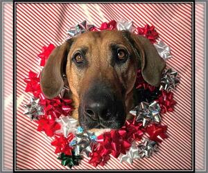 Labloodhound Dogs for adoption in Frisco, CO, USA