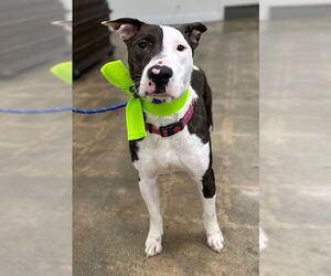 Bull Terrier-Unknown Mix Dogs for adoption in Marina Del Rey, CA, USA