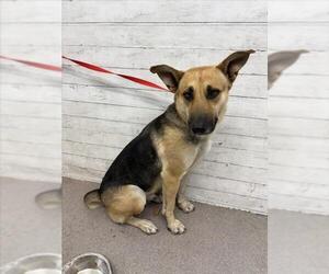 German Shepherd Dog Dogs for adoption in San Bernardino, CA, USA