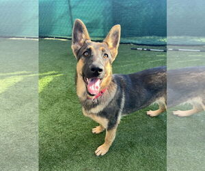 German Shepherd Dog Dogs for adoption in San Diego, CA, USA