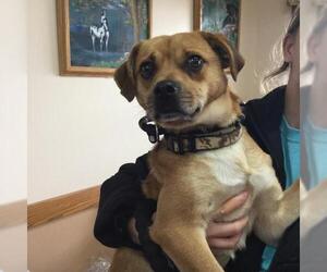 Puggle Dogs for adoption in Martinsburg, WV, USA
