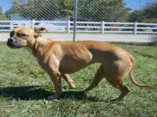 Boxer-Unknown Mix Dogs for adoption in Waynesville, NC, USA