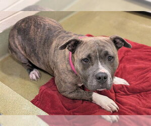 Mutt Dogs for adoption in Moreno Valley, CA, USA