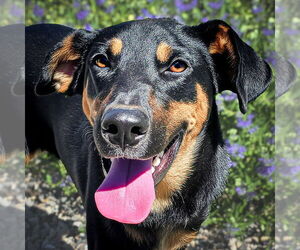 Doberman Pinscher-Unknown Mix Dogs for adoption in Albuquerque, NM, USA