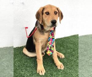 Beagle-Mastiff Mix Dogs for adoption in San Diego, CA, USA