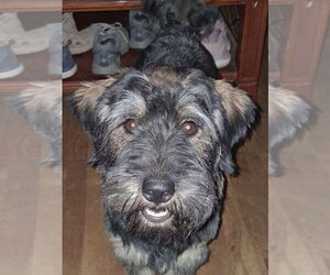 Mutt Dogs for adoption in Bolivar, MO, USA