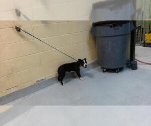 Mutt Dogs for adoption in Tulsa, OK, USA