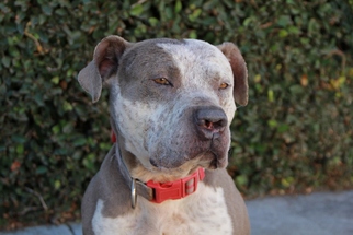 American Staffordshire Terrier-Catahoula Leopard Dog Mix Dogs for adoption in Los Angeles, CA, USA