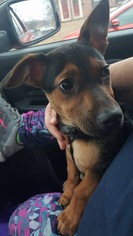 Miniature Pinscher Dogs for adoption in Evansville, IN, USA