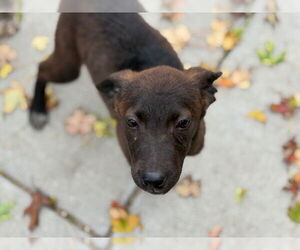 Golden Retriever-Unknown Mix Dogs for adoption in Tulsa, OK, USA