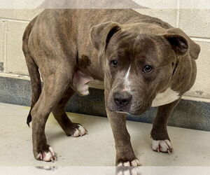 Mutt Dogs for adoption in Glen Allen, VA, USA