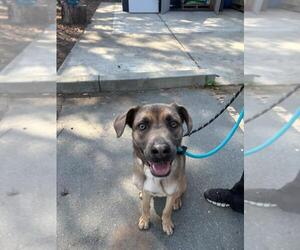 German Shepherd Dog Dogs for adoption in Fremont, CA, USA