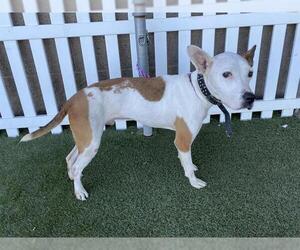 American Staffordshire Terrier-Unknown Mix Dogs for adoption in Modesto, CA, USA