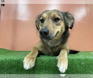 English Shepherd-Spaniel Mix Dogs for adoption in Columbus, NC, USA