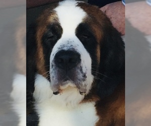 Saint Bernard Dogs for adoption in Sanford, FL, USA