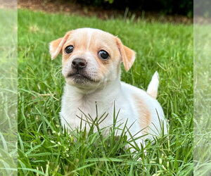 Chihuahua-Unknown Mix Dogs for adoption in Holly Springs, NC, USA