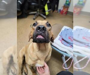 Black Mouth Cur-Unknown Mix Dogs for adoption in Newton, NC, USA