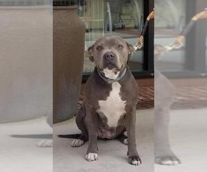 American Pit Bull Terrier Dogs for adoption in Clayton, CA, USA