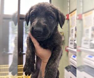 Dutch Shepherd -Unknown Mix Dogs for adoption in Tulsa, OK, USA