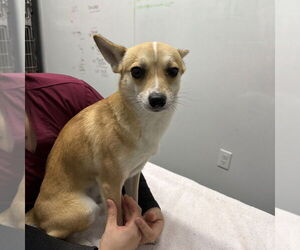 Chihuahua-Unknown Mix Dogs for adoption in Chico, CA, USA