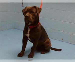 American Pit Bull Terrier Dogs for adoption in Moreno Valley, CA, USA