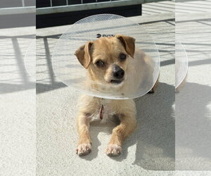 Chihuahua-Unknown Mix Dogs for adoption in Bellevue, WA, USA