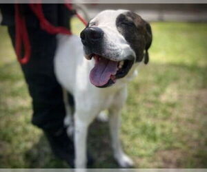 Treeing Walker Coonhound-Unknown Mix Dogs for adoption in St. Cloud, FL, USA