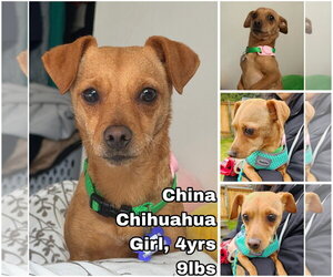 Chihuahua Dogs for adoption in Seattle, WA, USA