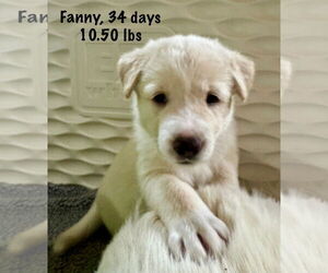 Anatolian Shepherd-Great Pyrenees Mix Dogs for adoption in Houston, TX, USA