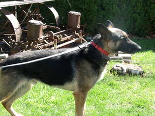 German Shepherd Dog Dogs for adoption in Yakima, WA, USA