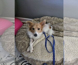 Beagle-Unknown Mix Dogs for adoption in Dublin, OH, USA