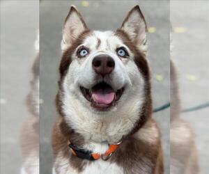 Siberian Husky Dogs for adoption in Woodland, CA, USA
