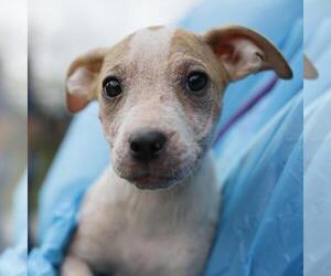 American Staffordshire Terrier-Unknown Mix Dogs for adoption in San Antonio, TX, USA