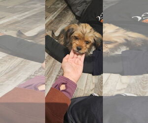 ShiChi Dogs for adoption in Oakhurst, NJ, USA