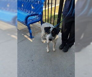 Mutt Dogs for adoption in Stockton, CA, USA