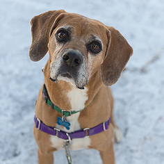 Boxer Dogs for adoption in Kanab, UT, USA