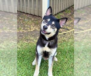 Gerberian Shepsky Dogs for adoption in Sugar Land, TX, USA